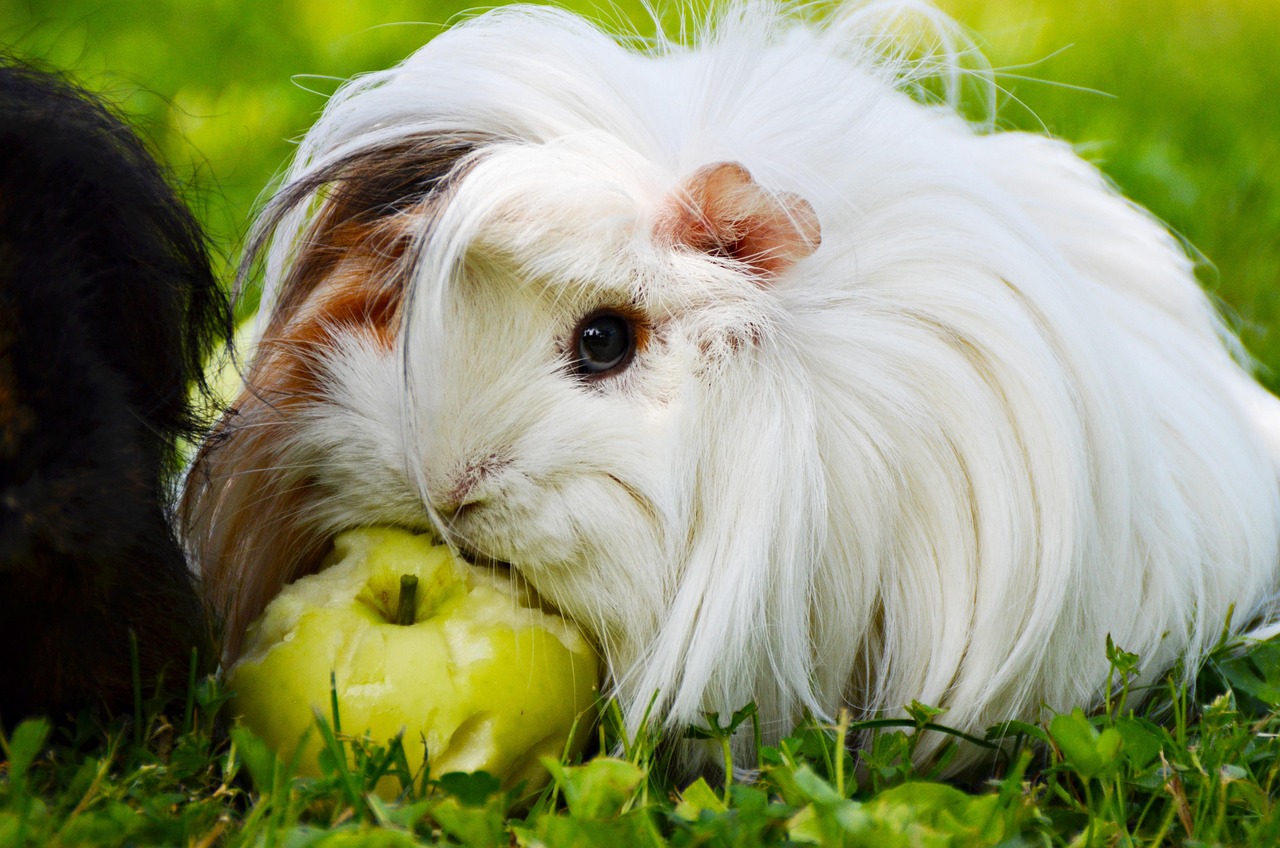 White guinea pig nibbling on a green apple on the grass