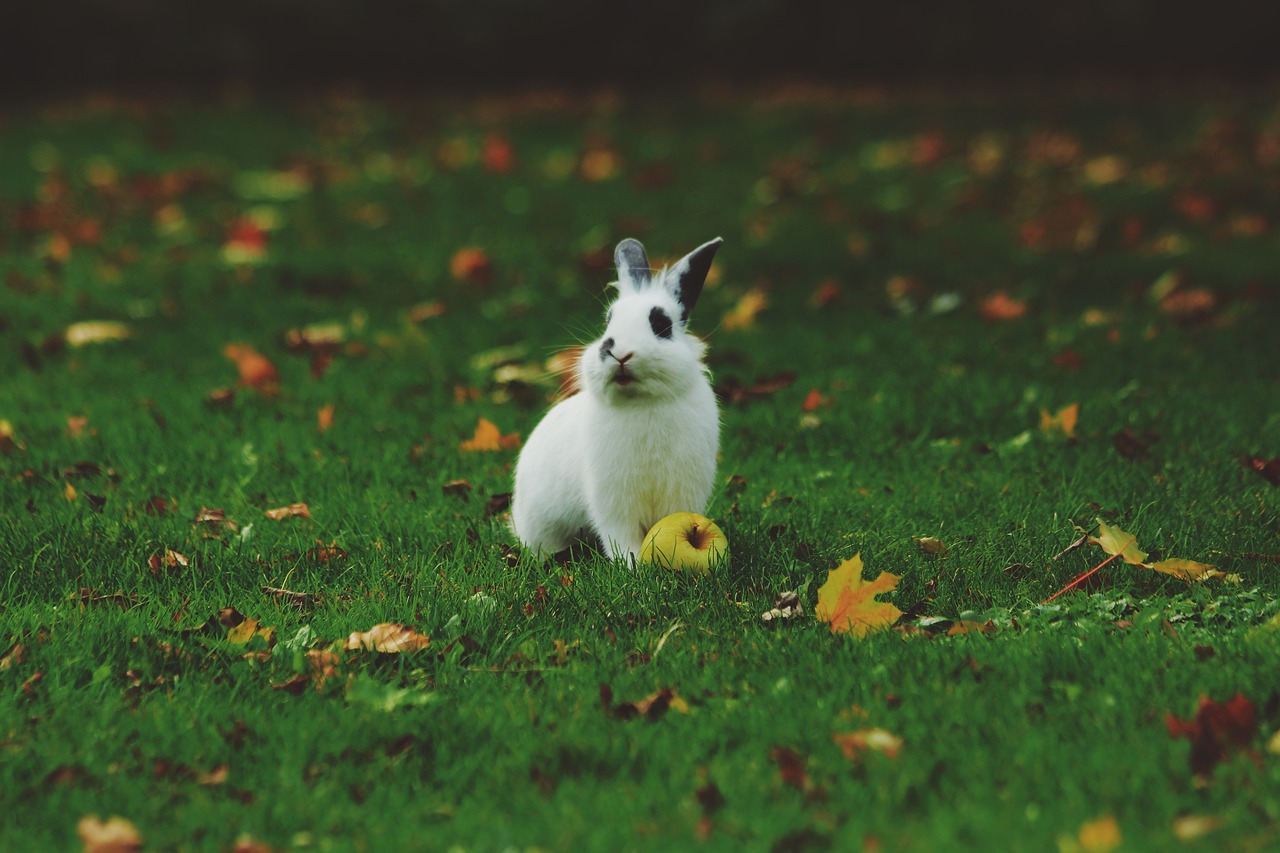 white bunny on grass ground, filled with autumn leaves, sitting near an apple with it