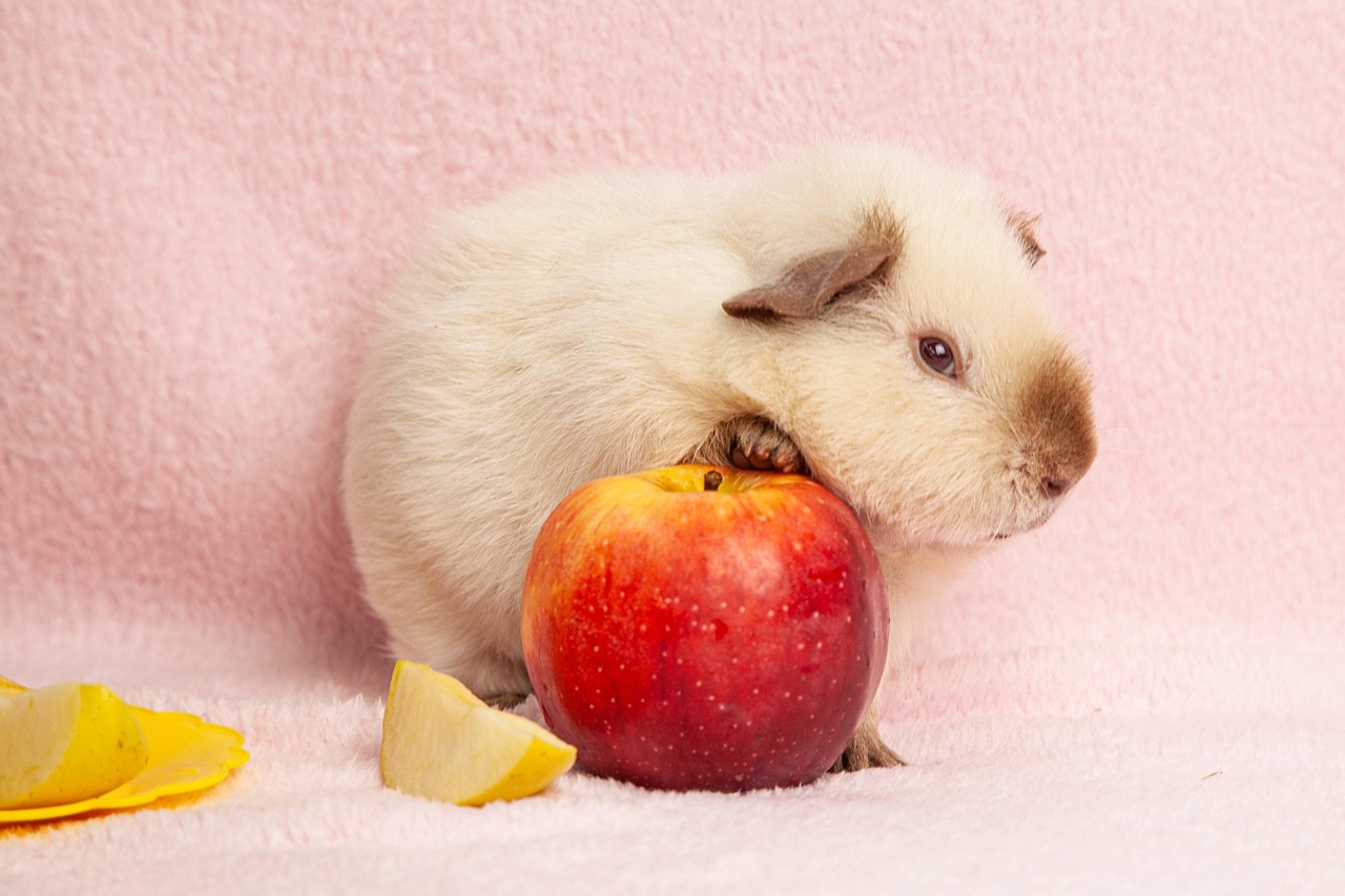 guinea pig sitting with its paw on the fresh red apple and a cut slice of apple
