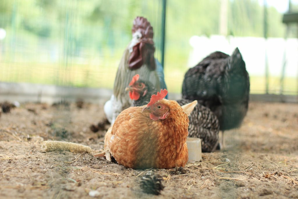 Can chickens have apple