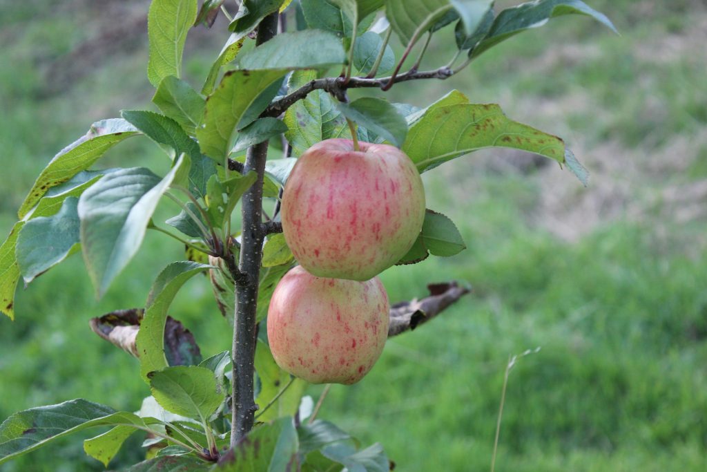 Apple orchard with mature trees”