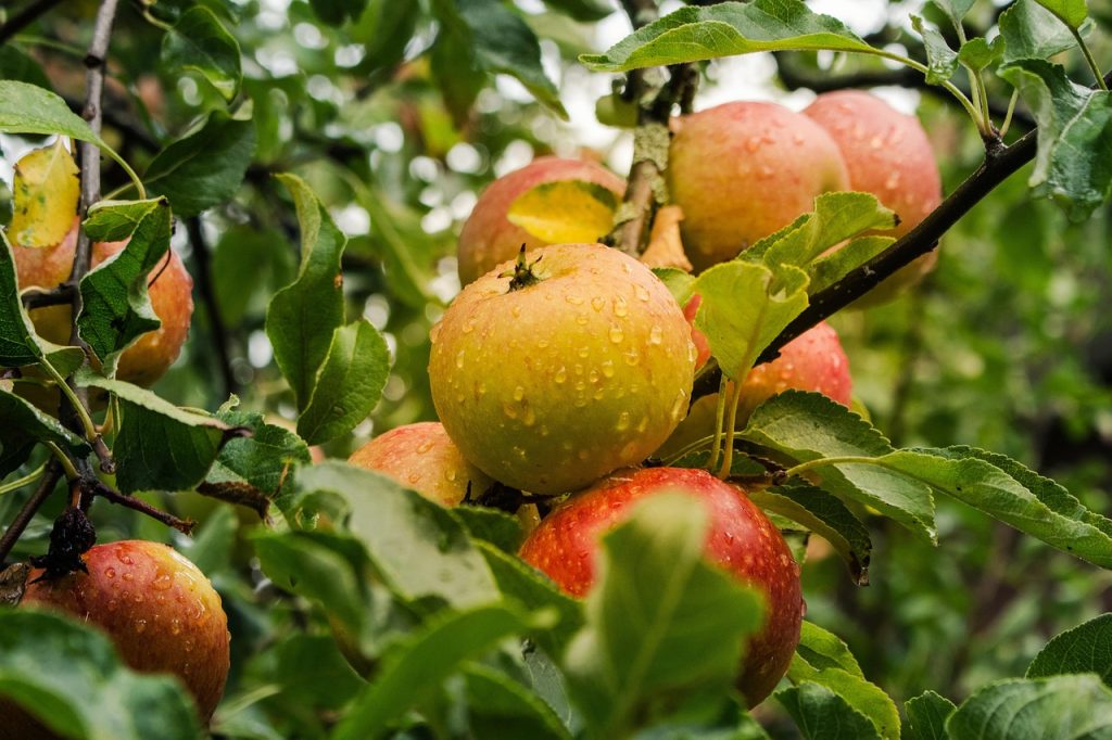 How to Grow an Apple Tree from Seed