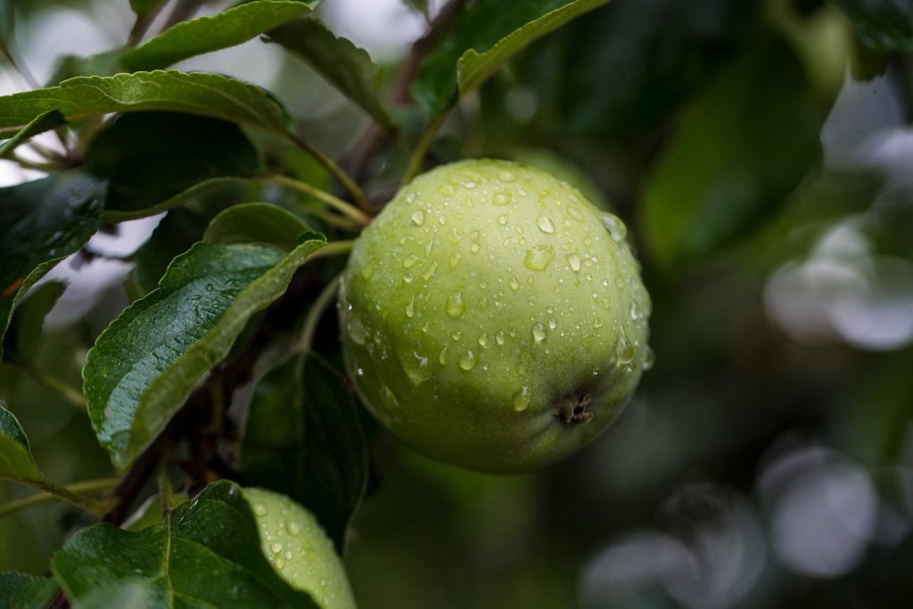 Small Green Apple on the apple tree