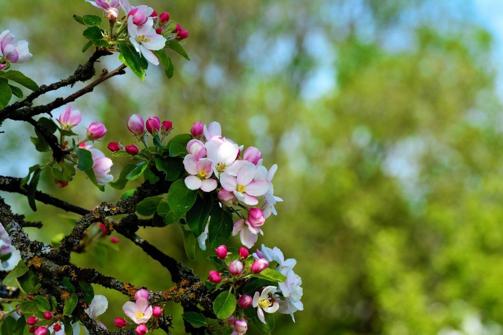 Apple blossoms germinate from seeds to become apples