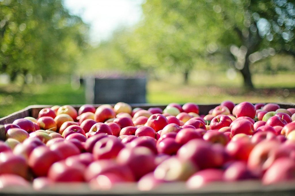 The bulk of the apples in the basket, in the apple garden are showing their nutrients