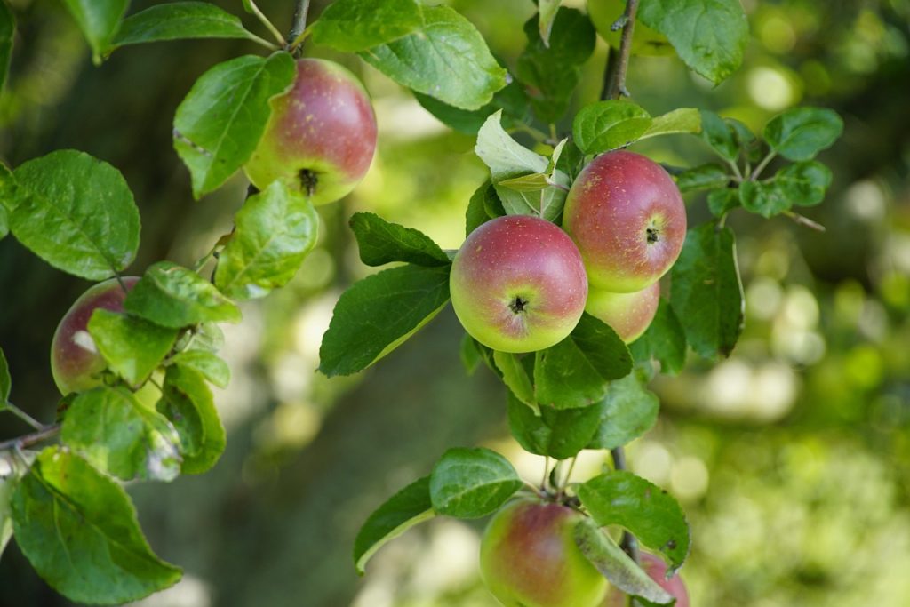 Apple tree full size with ripe apples