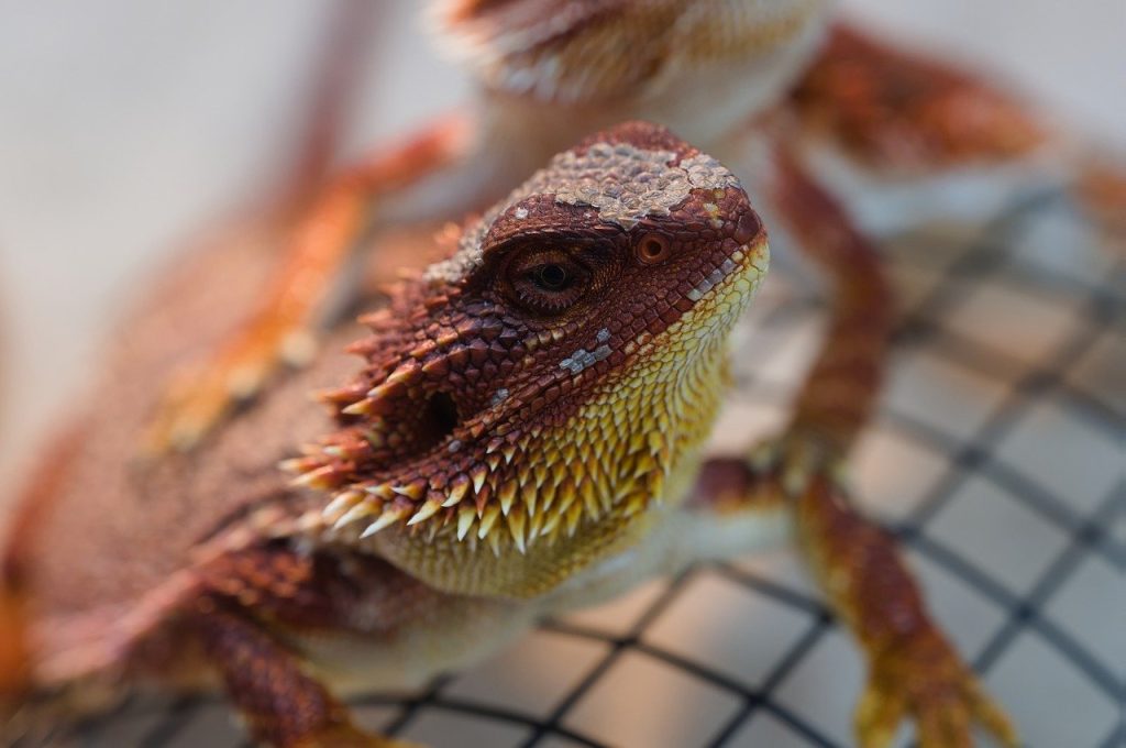 reminder that apples should be fed occasionally to bearded dragons