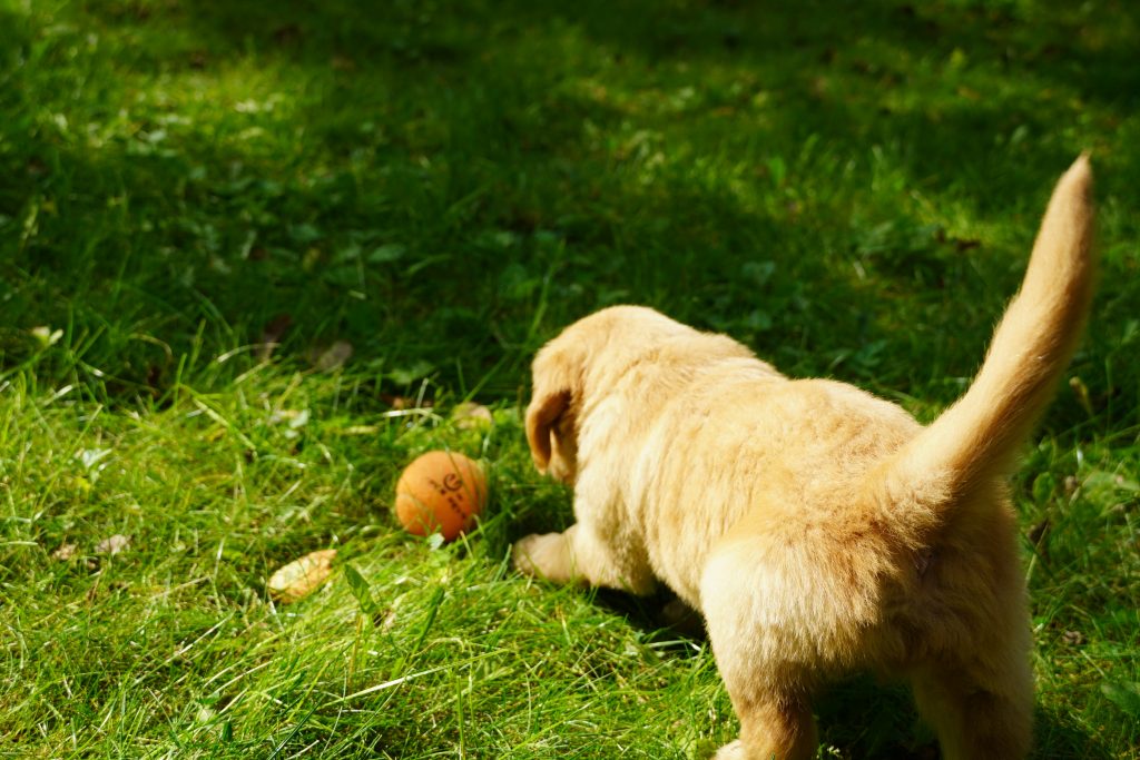 baby dog in garden with apple