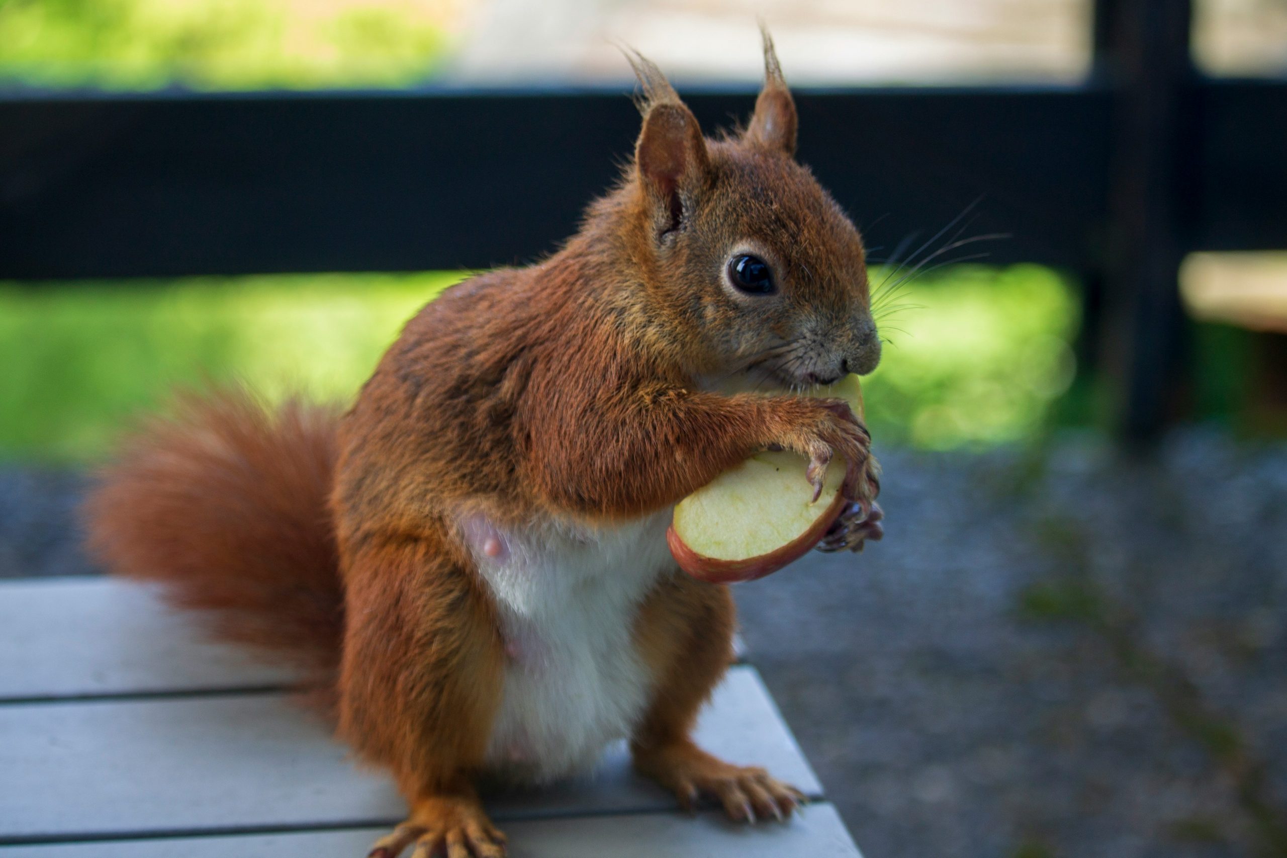 Close-up of squirrel holding apple slice in its paws