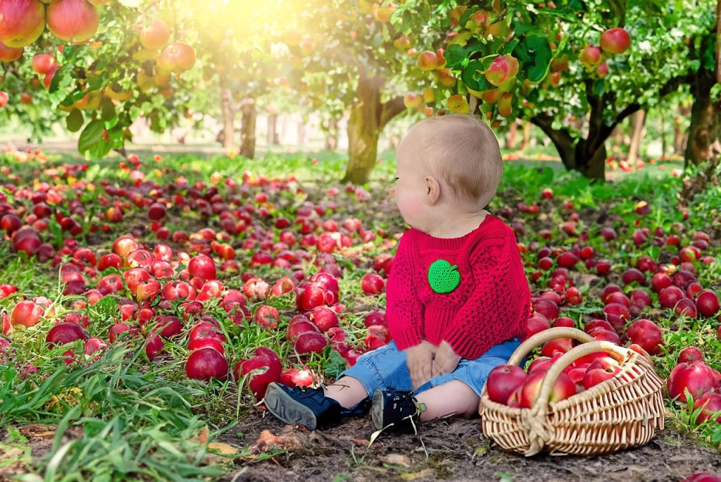 A scenic apple orchard in autumn during peak harvest season.