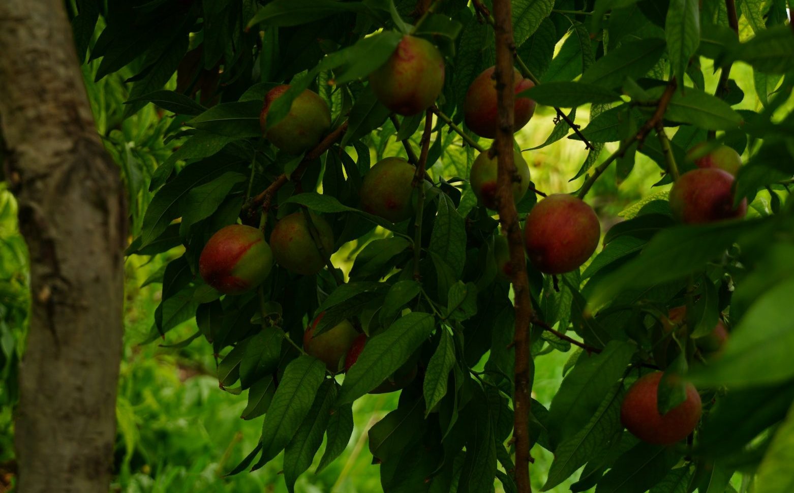 Apple tree with blossoms and fruits.apples in garden