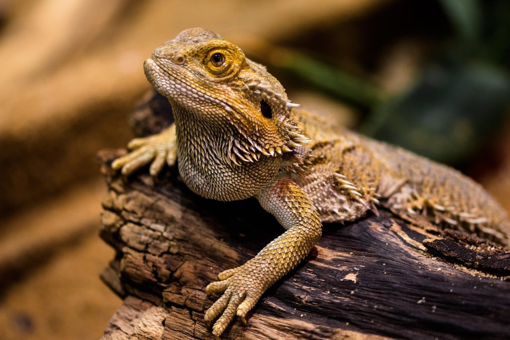 Can Bearded Dragons Eat Apples