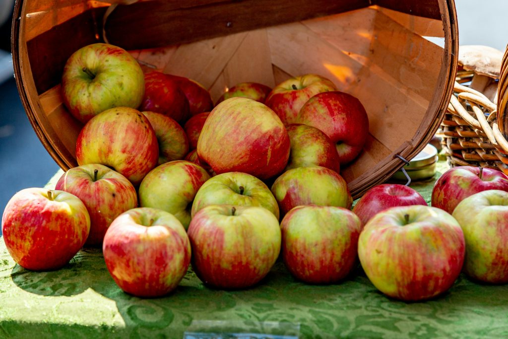 Freshly picked apples ready to be pressed for hard cider
