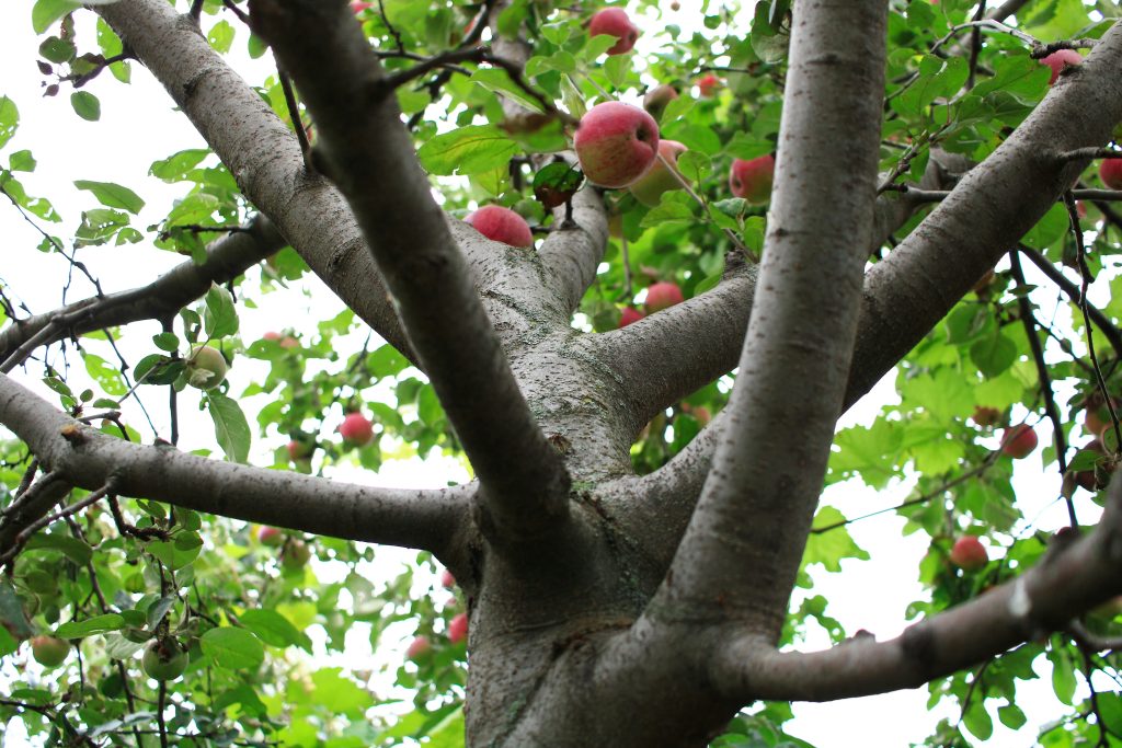 Apple tree full size with ripe apples