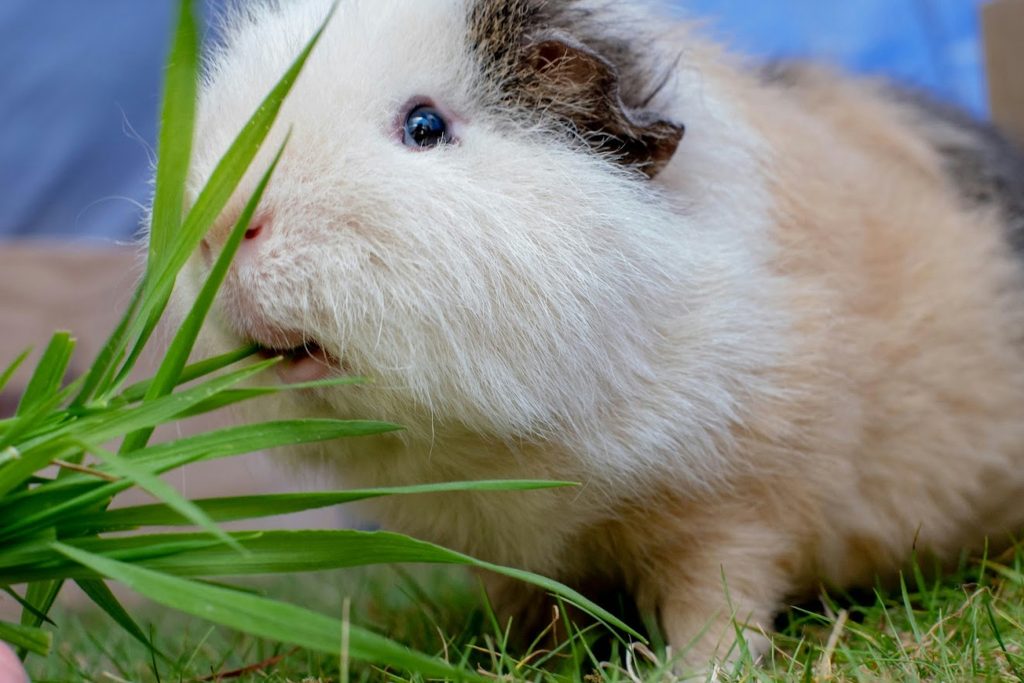 guinea pigs eat apples green garden