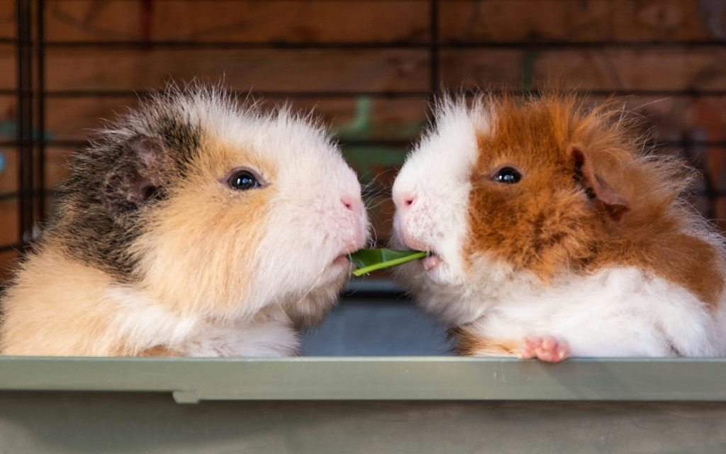 guinea pigs eat apples green garden