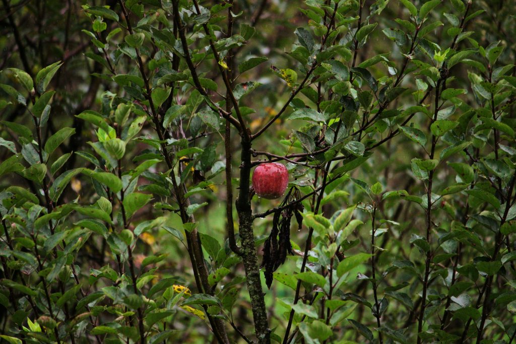Apple tree full size with ripe apples