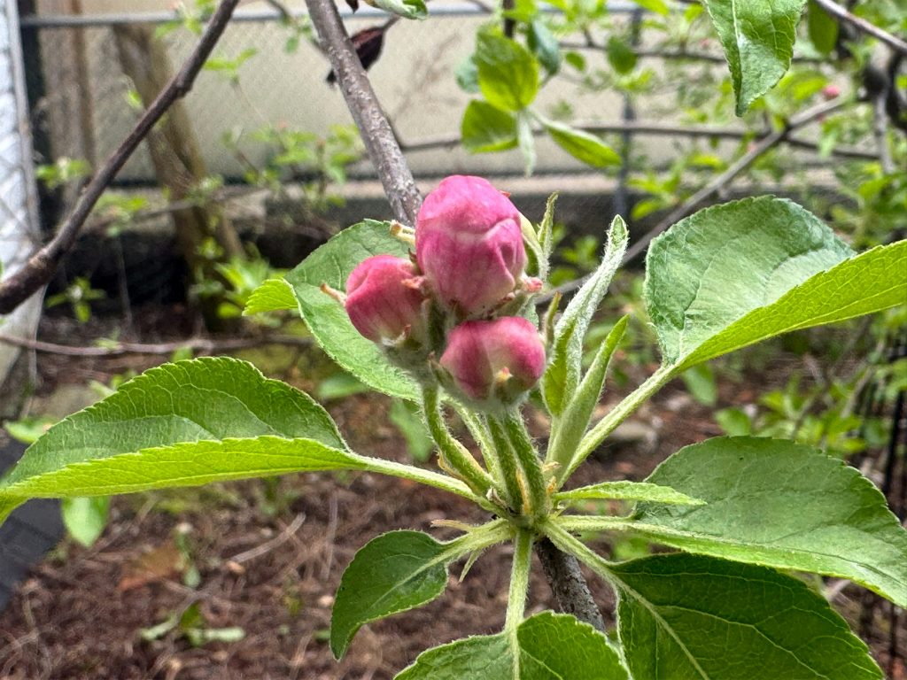 How Long Does an Apple Tree Take to Grow? blossoms