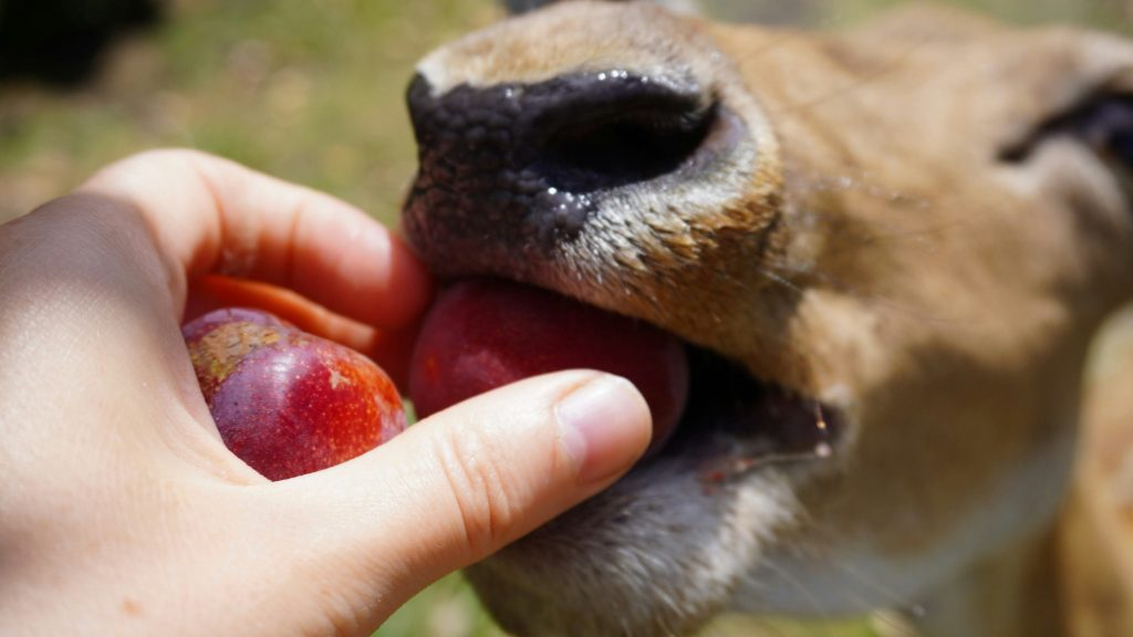 “Dog eating apple Dog nutrition apple sauce treat