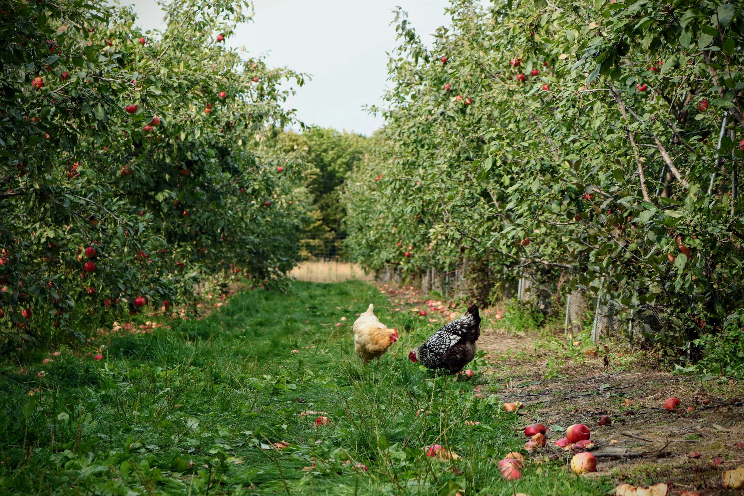Backyard chickens eating fresh apples in the form of apples
